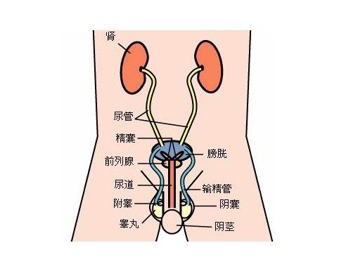 衣原体尿道炎症状,危害,检查及治疗